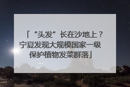 “头发”长在沙地上？宁夏发现大规模国家一级保护植物发菜群落